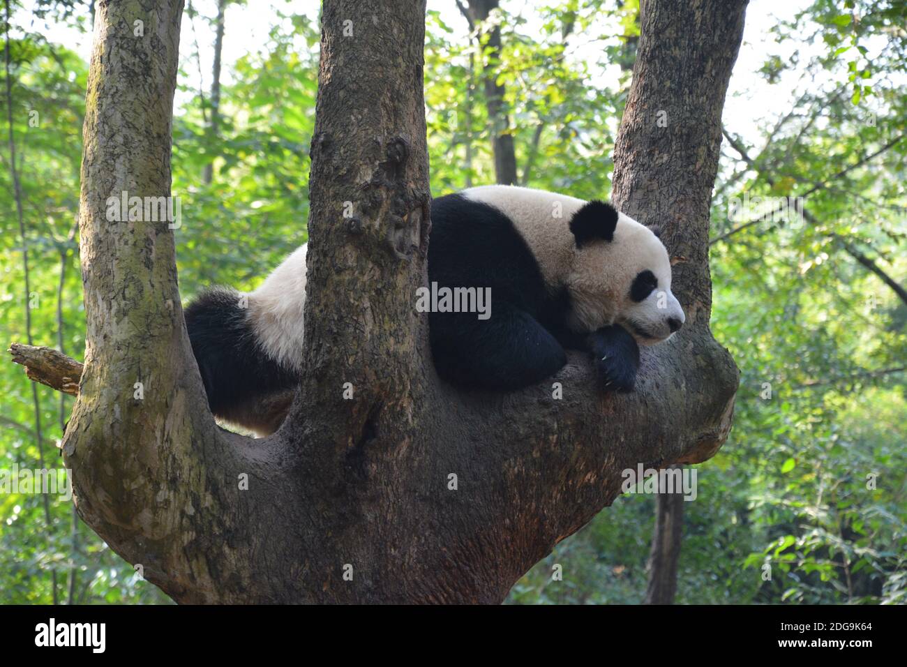 a giant panda take snap on the tree in sunny afternoon Stock Photo