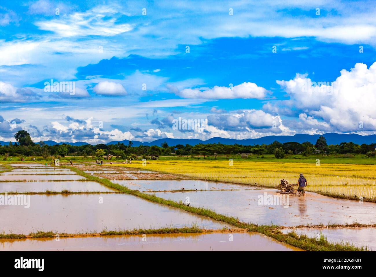 Thai farmers working in the paddy field Stock Photo