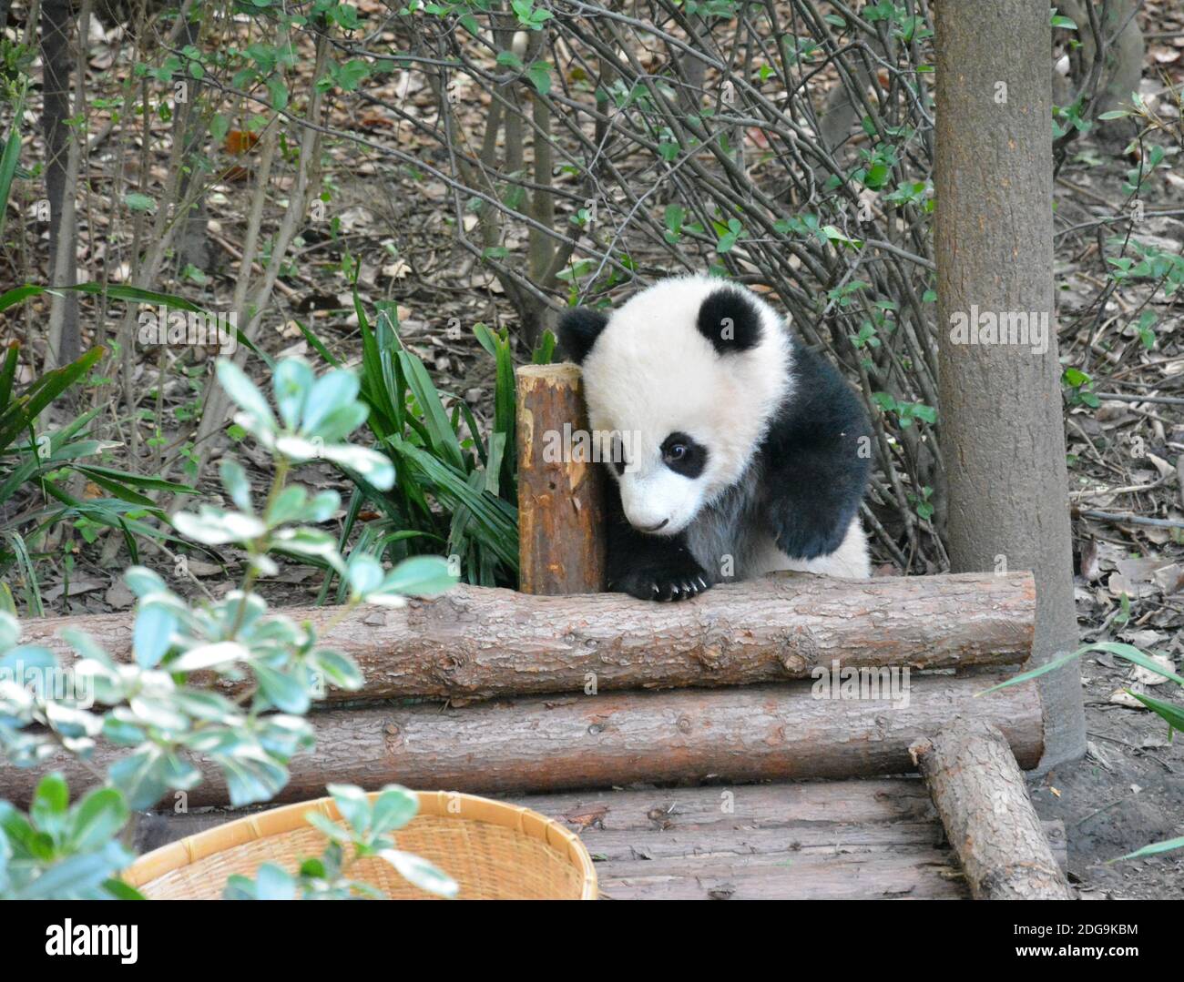 little baby panda climbing on the wood Stock Photo