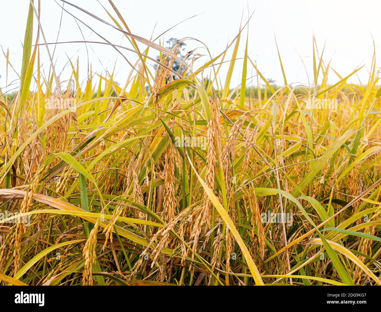 Golden yellow paddy in the fields ready for harvest Stock Photo
