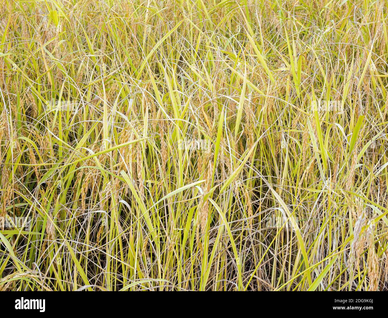Golden yellow paddy in the fields ready for harvest Stock Photo