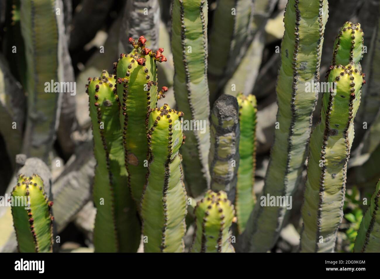 Endemic Canarian cacti shrub known as Euphorbia canariensis showing few minuscule red flowers, growing freely around the rocky coast Stock Photo
