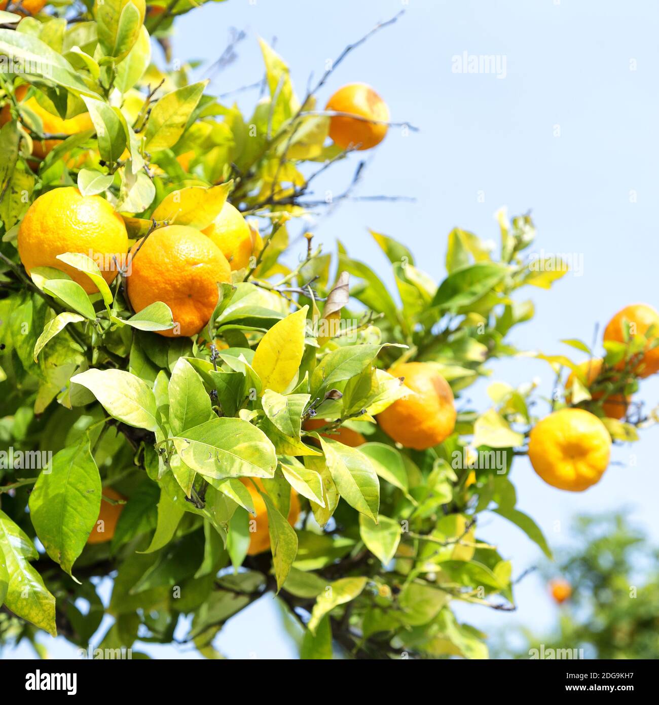In the background the orange plant Stock Photo - Alamy