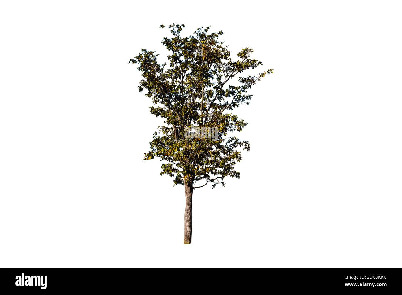 Single tree isolated on white background. Stock Photo