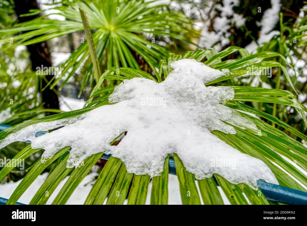 Heavy wet snow covering leafs of a palm tree. It snows. Stock Photo