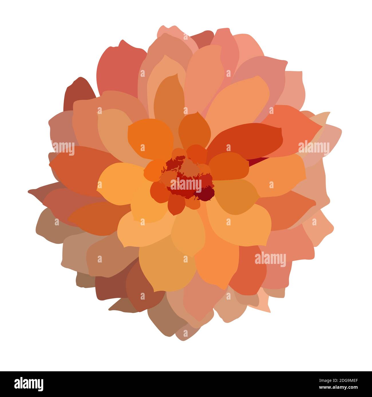 Multicolored colorful dahlia isolated on white background. Illustration