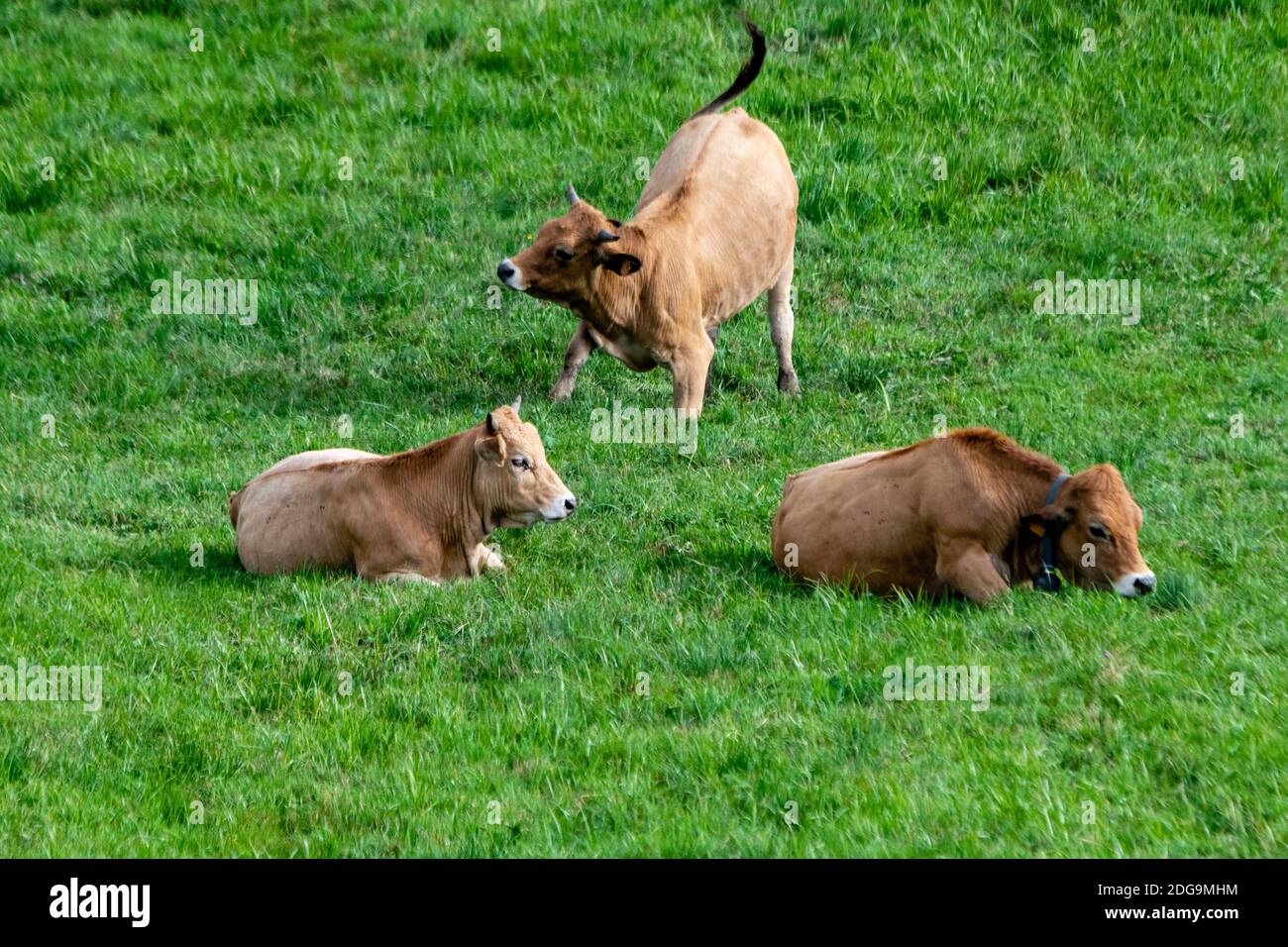 flock of aubrac cows in pasture Stock Photo Alamy