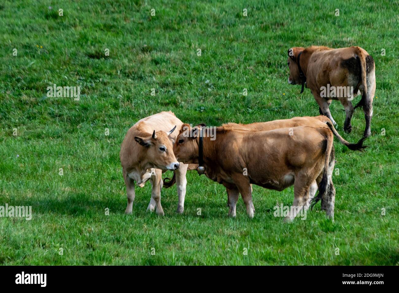 flock of aubrac cows in pasture Stock Photo Alamy