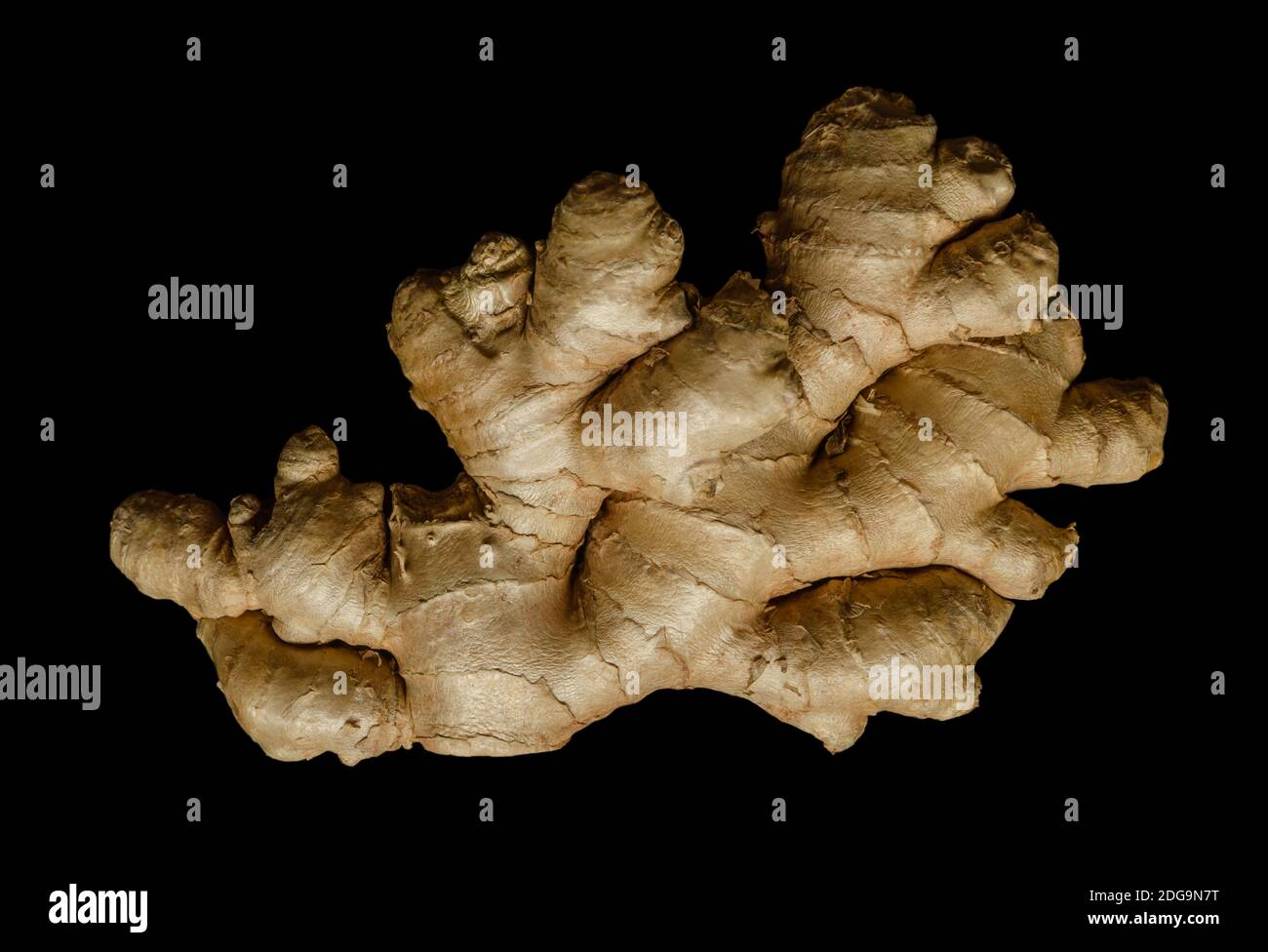 Fresh ginger root, from above on black background. Juicy and fleshy rhizome of Zingiber officinale. Used as a fragrant kitchen spice. Stock Photo