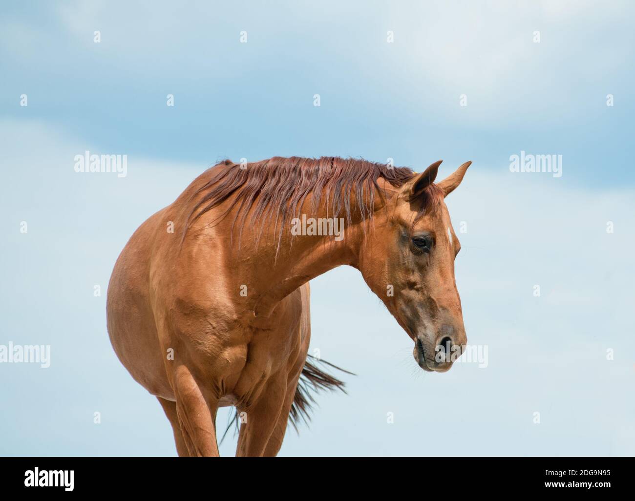 Purebred golden horse on a blue sky background Stock Photo