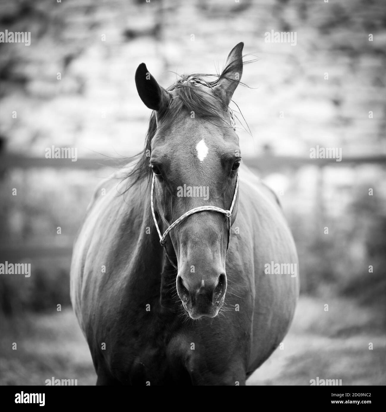 Horse in training portrait in black and white tones Stock Photo