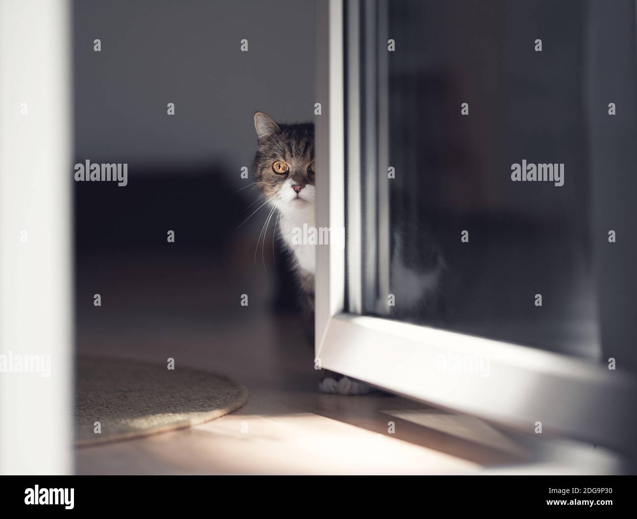 tabby british shorthair cat hiding behind door Stock Photo