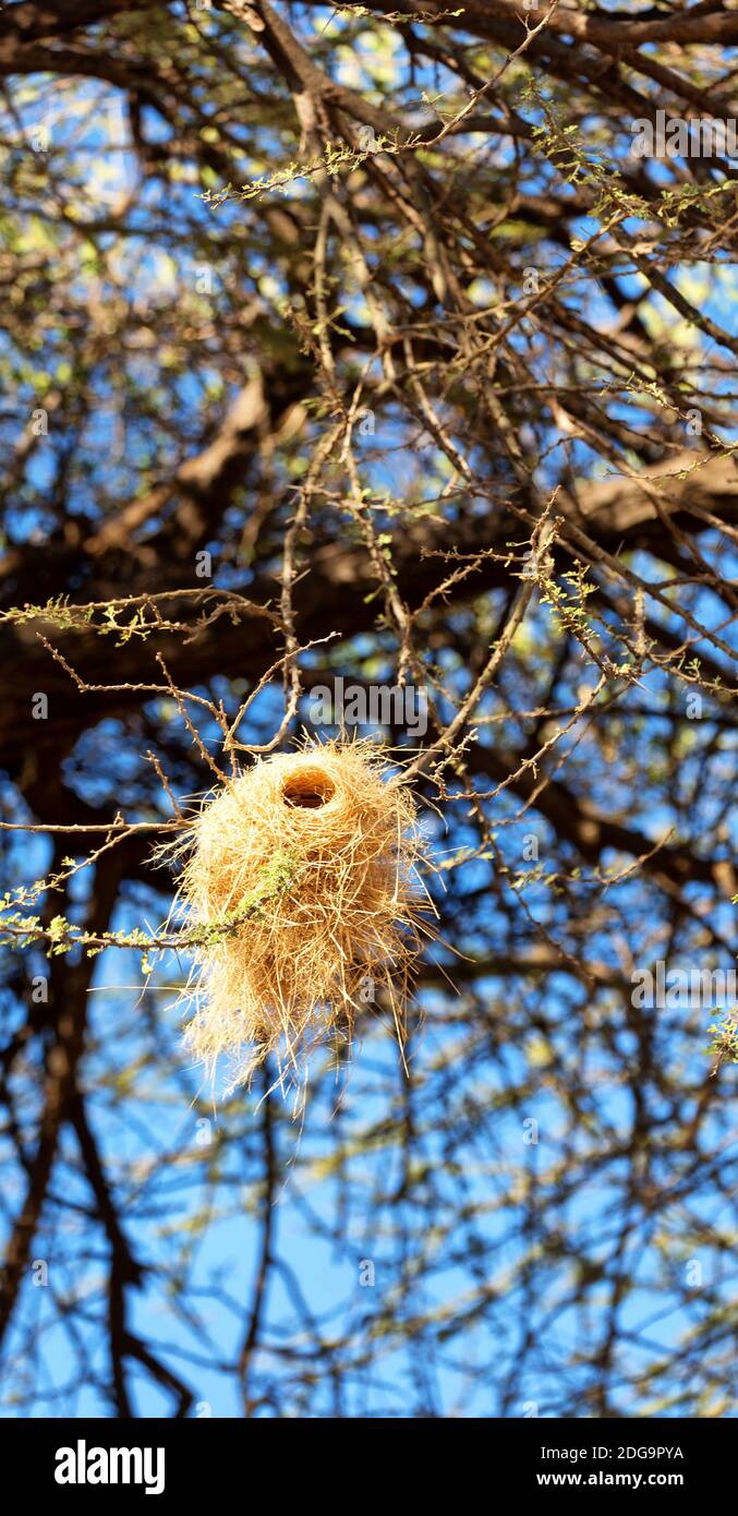In the forest and the tree a empty nest bird Stock Photo - Alamy