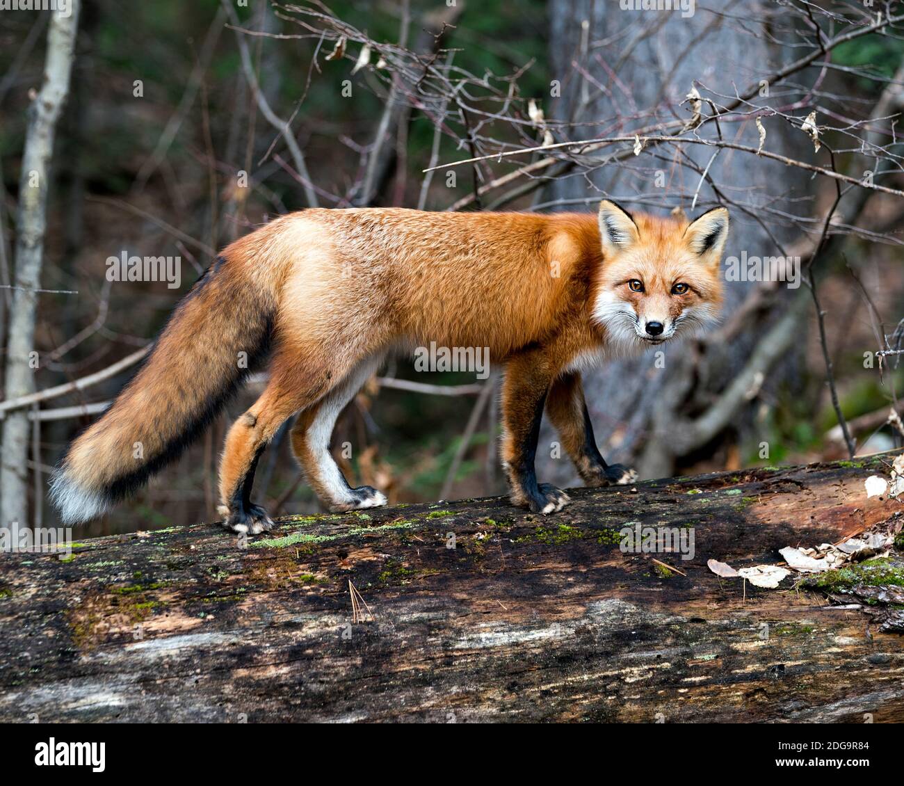 Red fox close-up profile view standing on a big moss log with a forest background in its environment and habitat displaying fox tail. Stock Photo