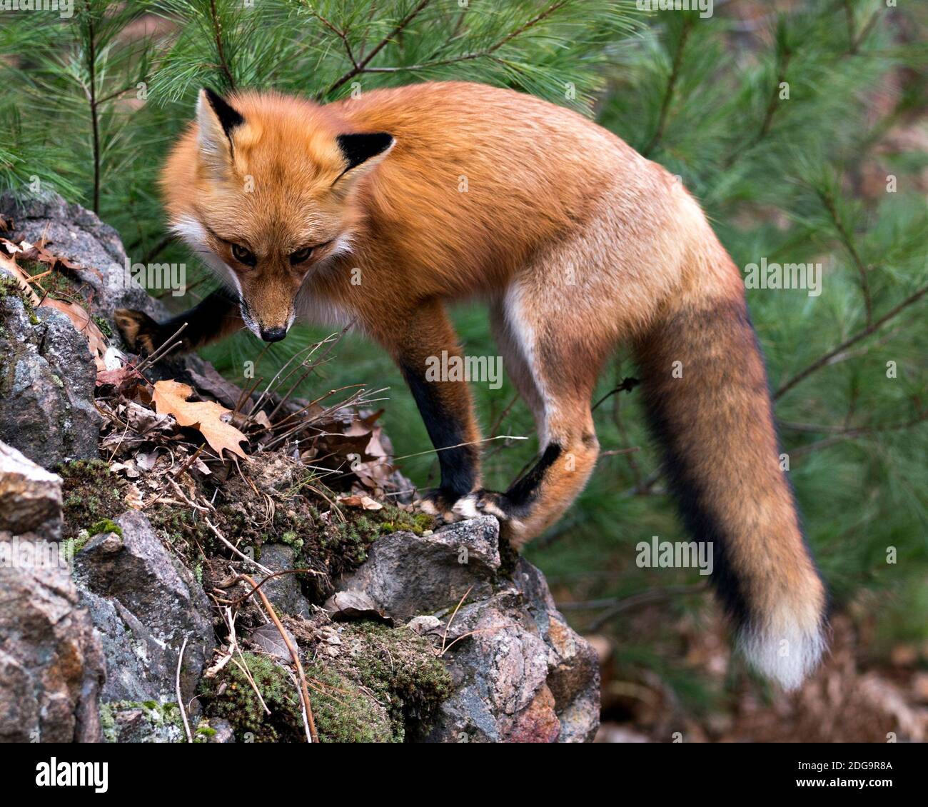 Red fox close-up profile view standing on a big moss rock with a pine tree background in its environment and habitat displaying fox tail, bushy tail, Stock Photo