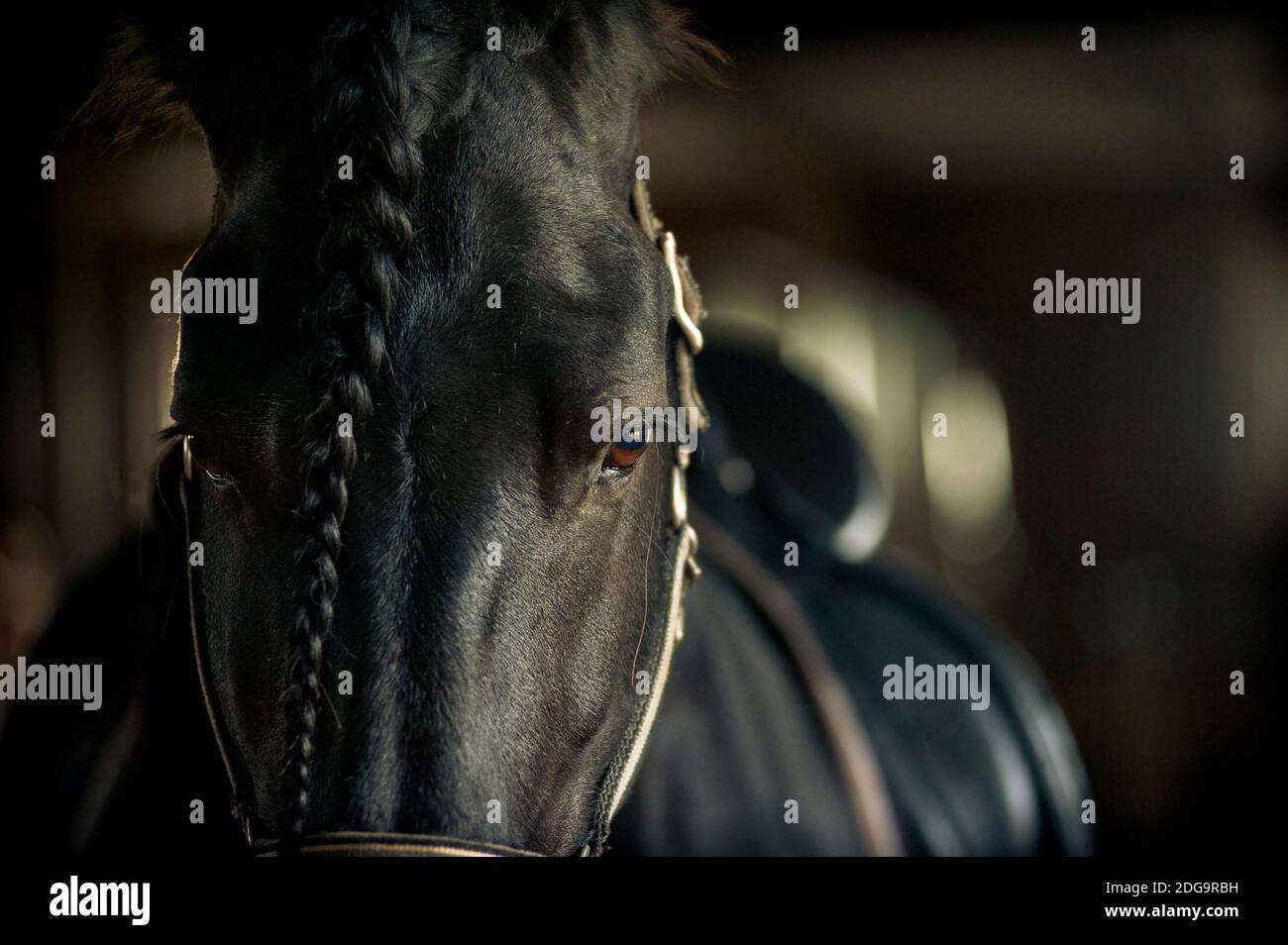 Frisian stallion closeup in equine ammunition inside the stable Stock Photo