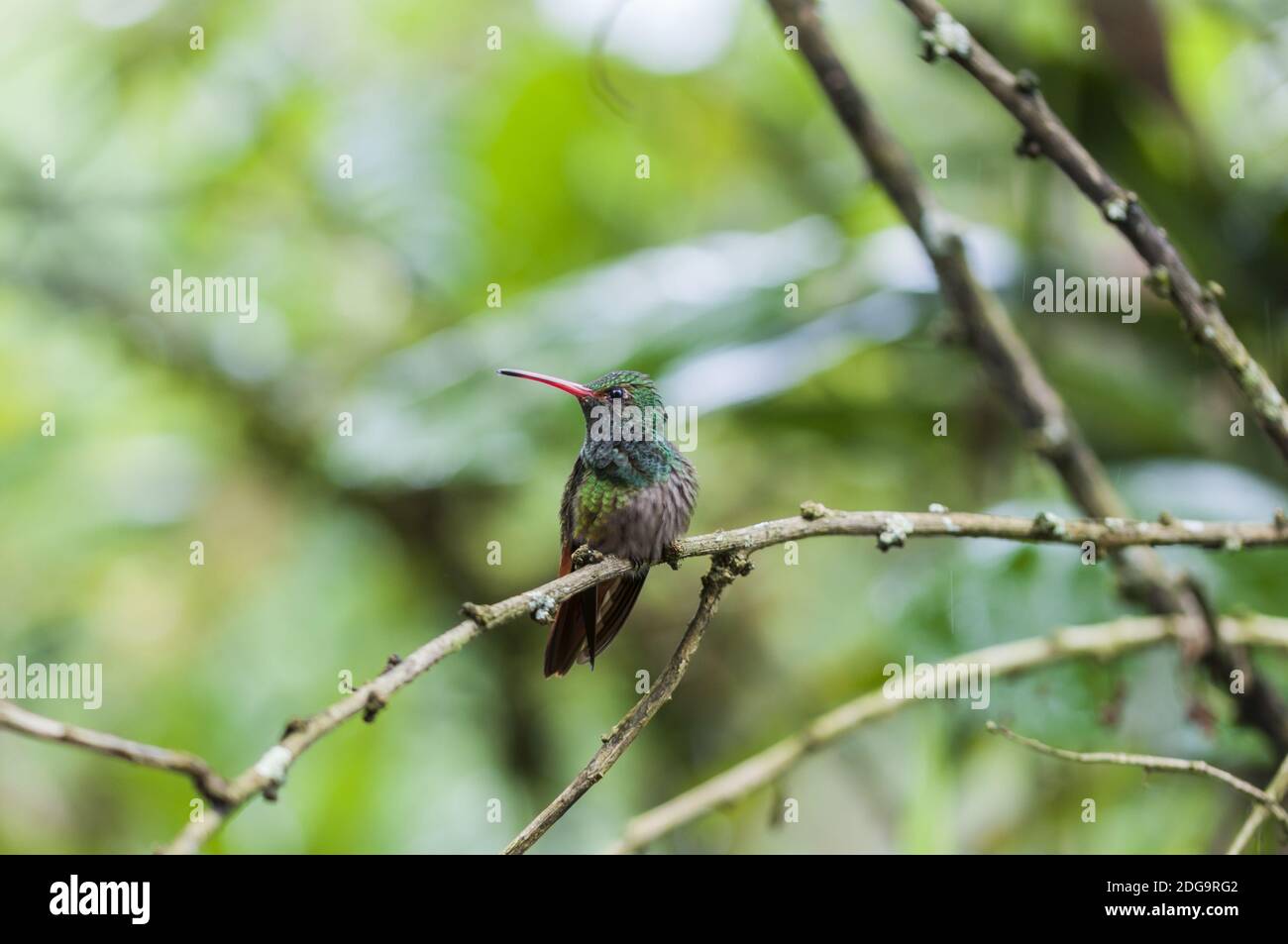 Green Hummingbird (Trochilidae) sits on a branch, cloud forest, Ecuador. Stock Photo