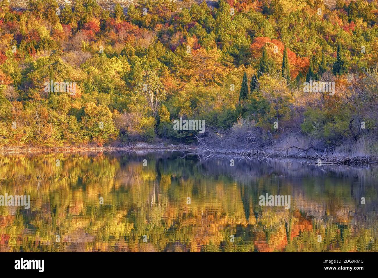 Water front trees hi-res stock photography and images - Alamy