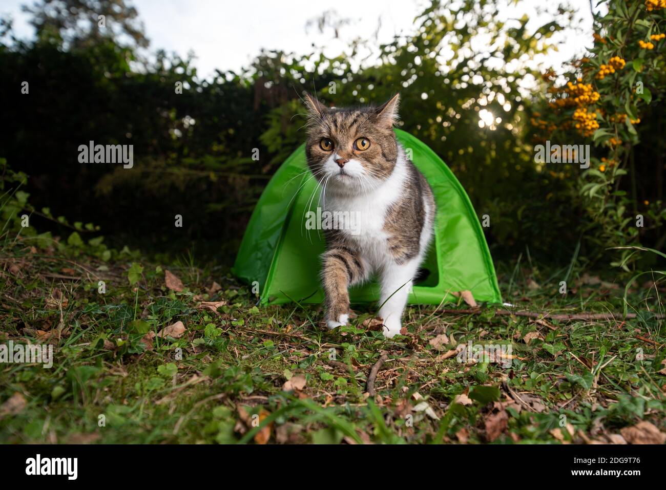 adventure tent cat