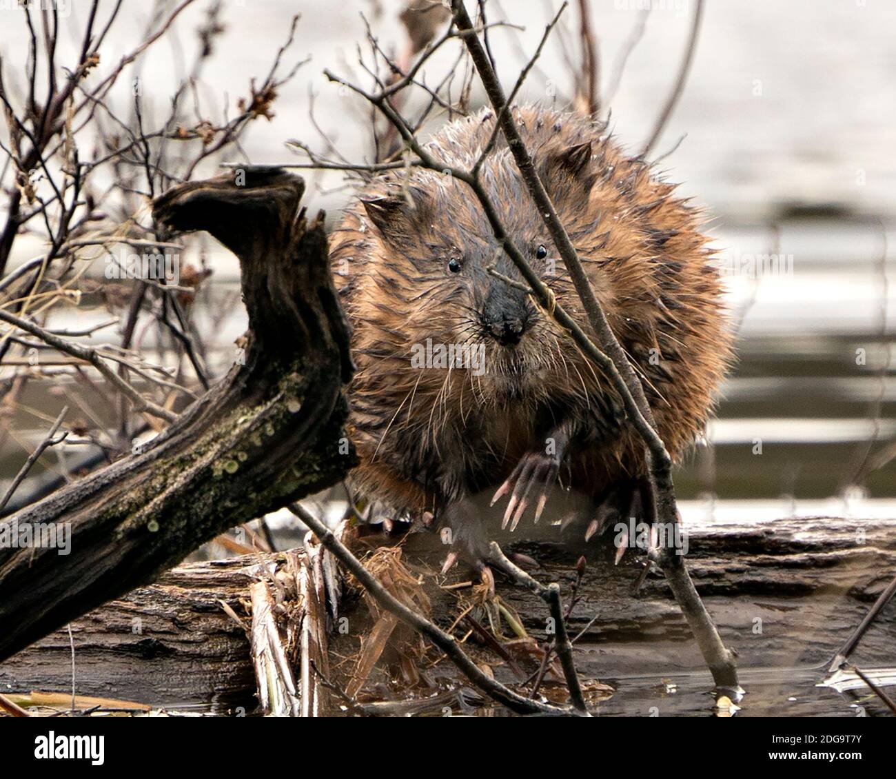 Muskrat stock photos. Muskrat sitting on a log displaying its brown wet fur, with a blur water background in its environment and habitat. Image. Pictu Stock Photo