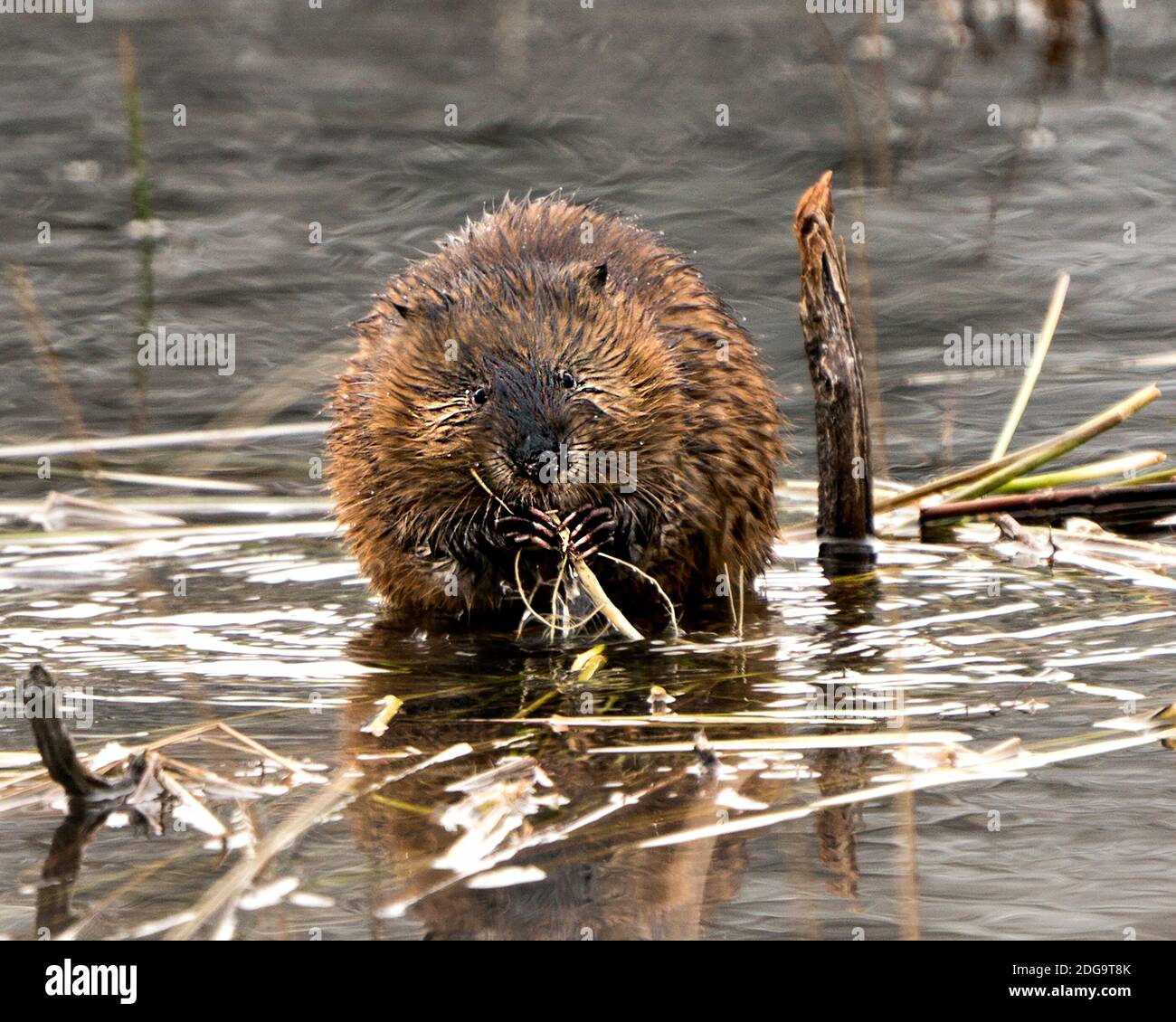 Muskrat in the water displaying its brown fur by a log with eating bark wood with a blur water background in its environment and habitat. Image. Pictu Stock Photo