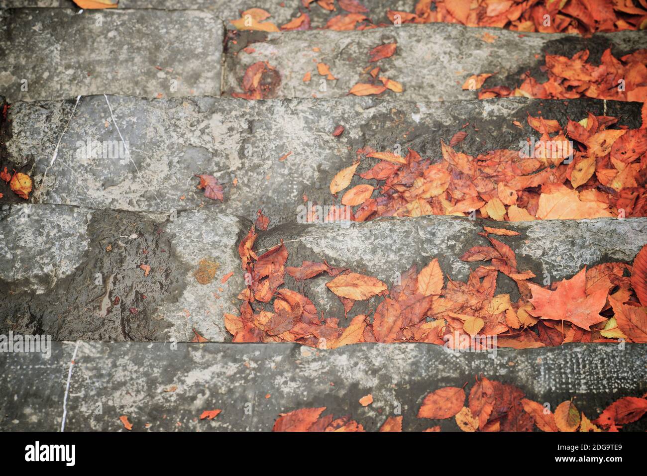 Autumn leaves fallen on a stone staircase Stock Photo - Alamy