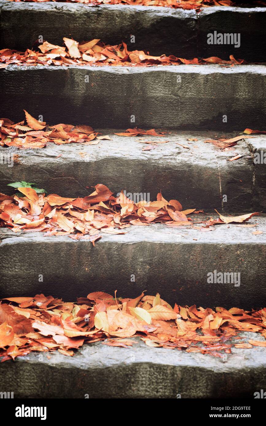 Autumn leaves fallen on a stone staircase Stock Photo - Alamy