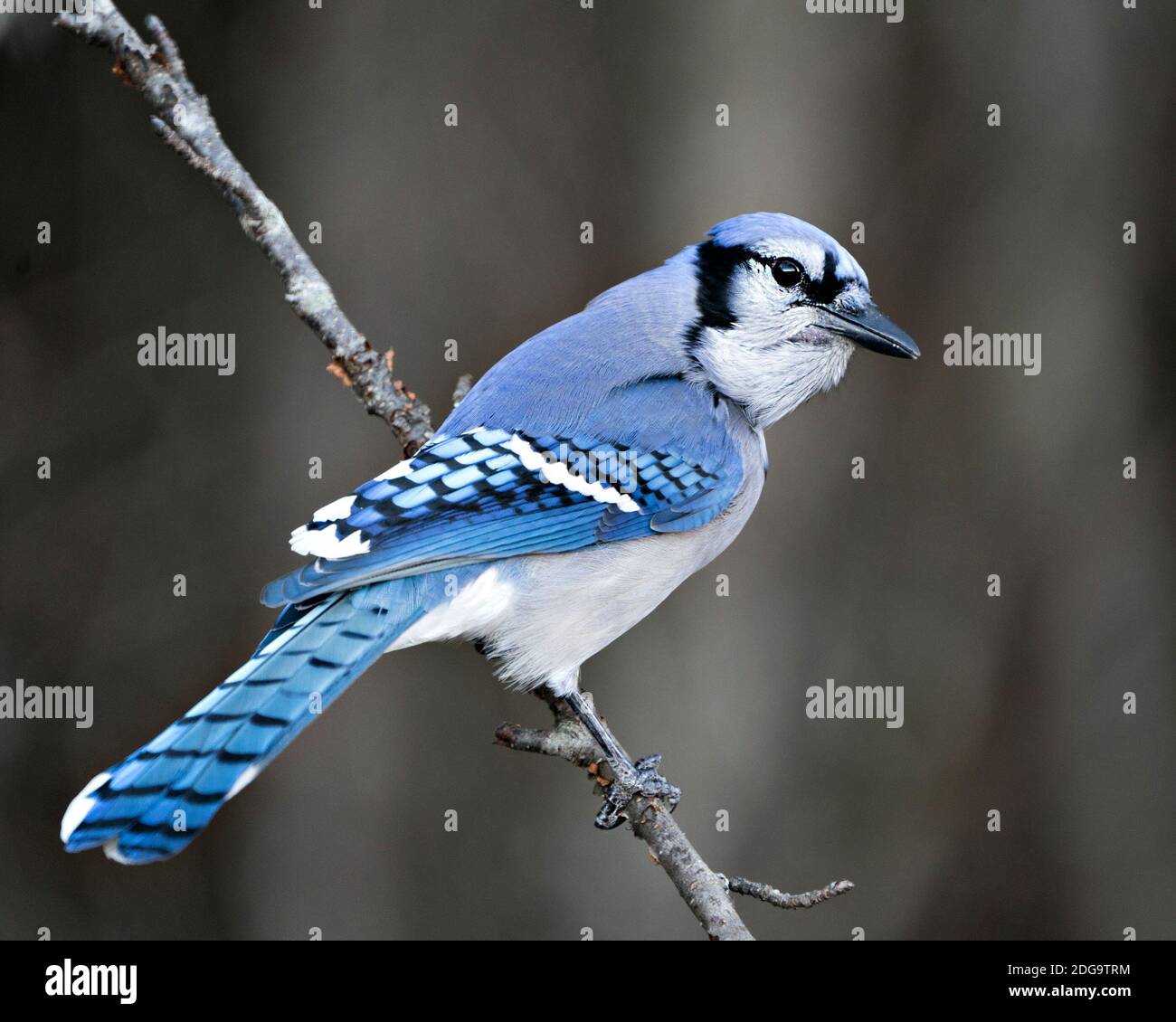 Blue Jay Stock Photos. Blue Jay perched on a branch with a blur background in the forest environment and habitat. Image. Picture. Portrait. Looking to Stock Photo