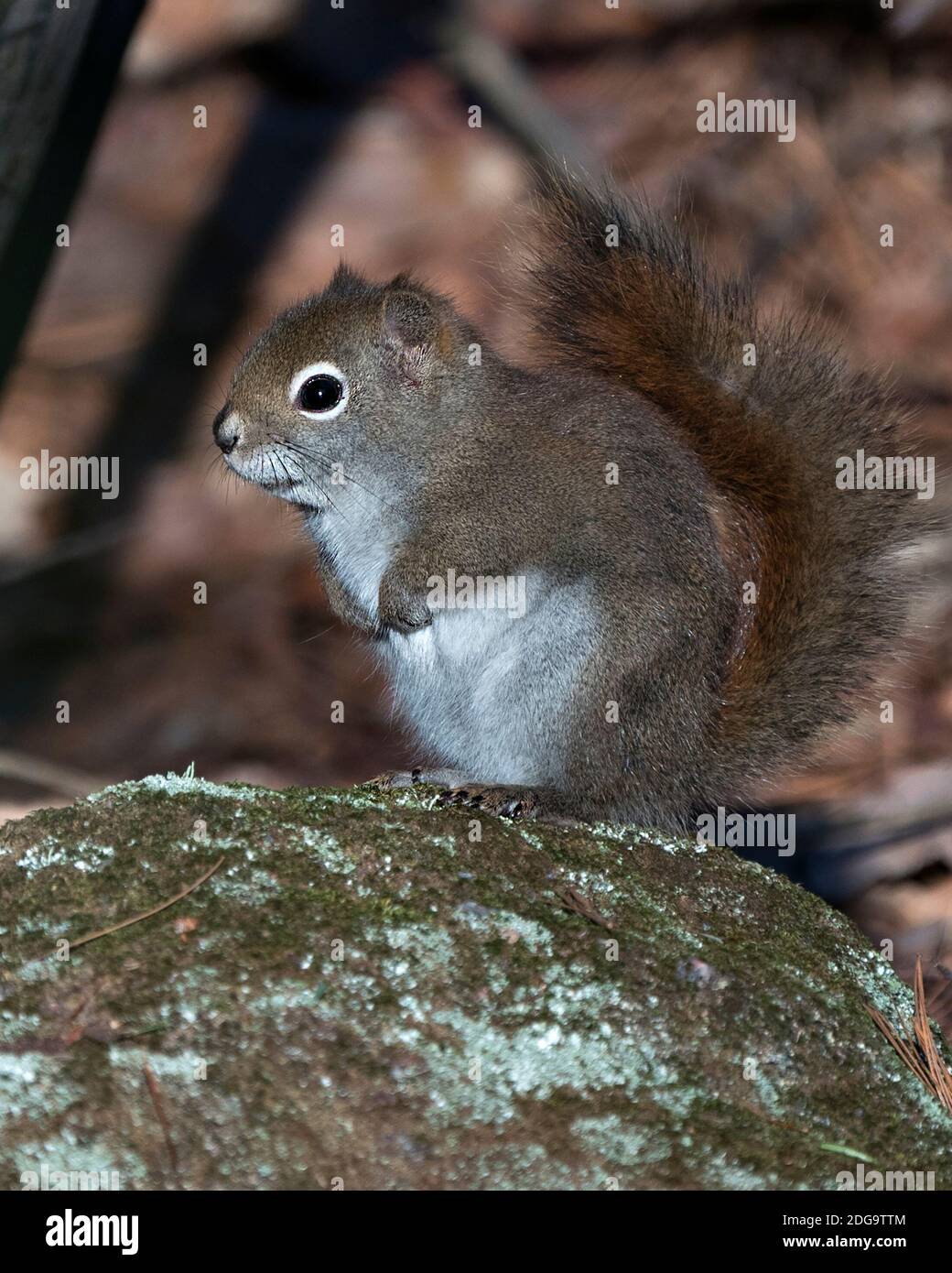 Squirrel close-up profile side view sitting on a moss rock with a blur background, displaying bushy tail, brown fur in its environment and habitat. Stock Photo