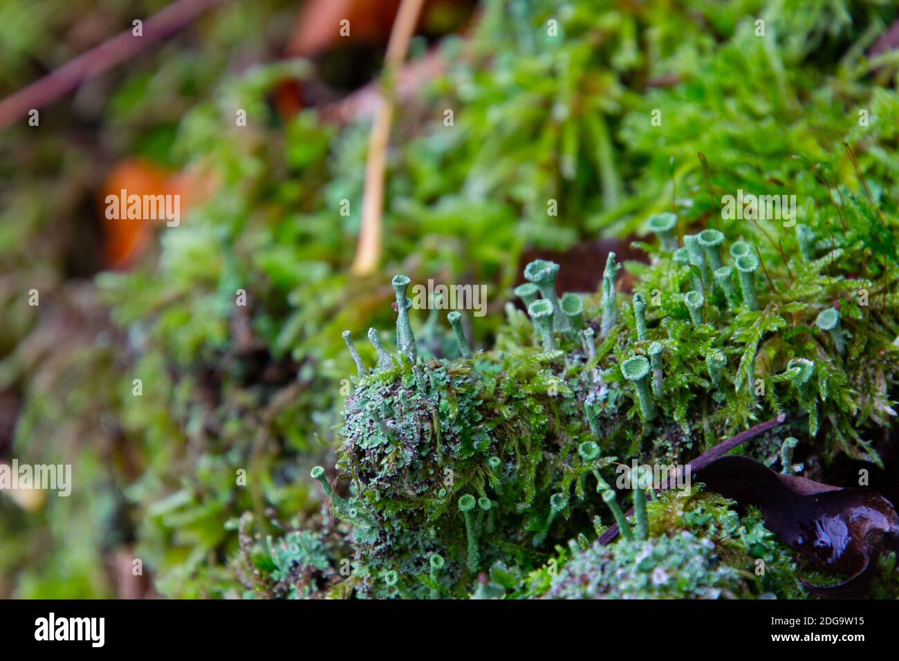 Tree stump overgrown with moss and trumpet pixie lichen or cladonia fimbriata Stock Photo
