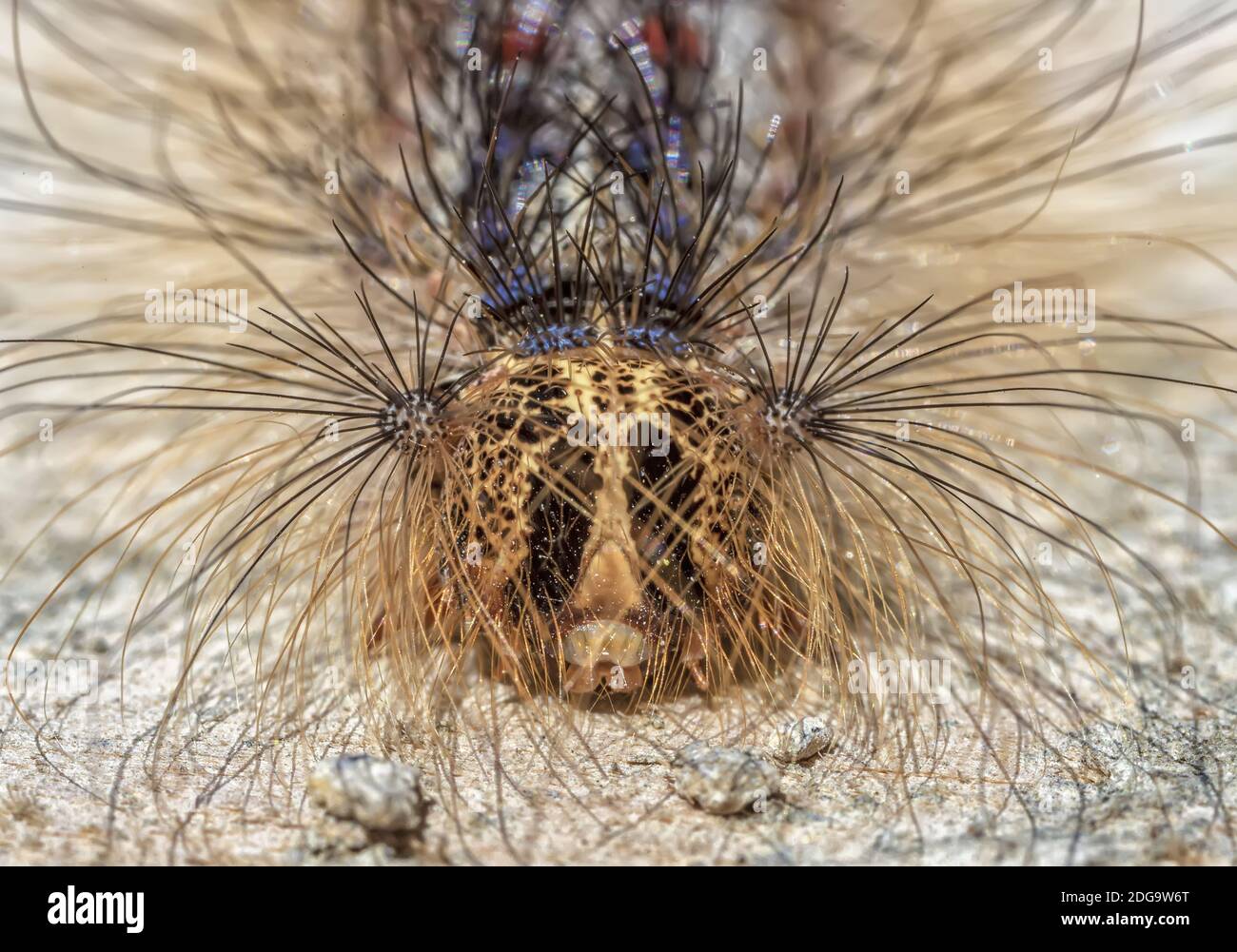Caterpillar hairy black color hi-res stock photography and images - Alamy