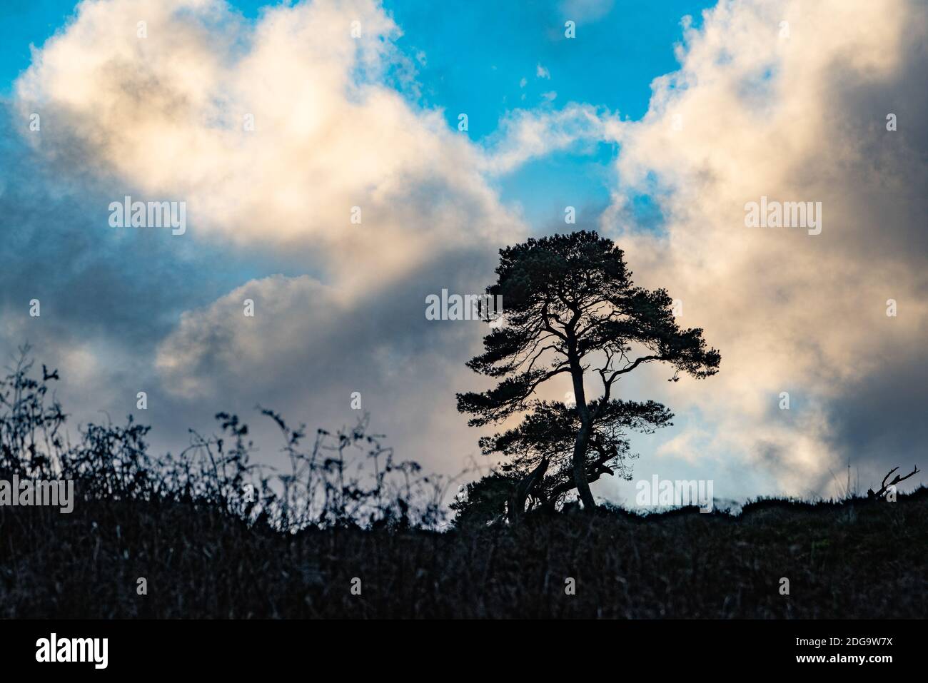 Fir tree and dramatic sky, Marshaw, Lancaster, Lancashire. Stock Photo