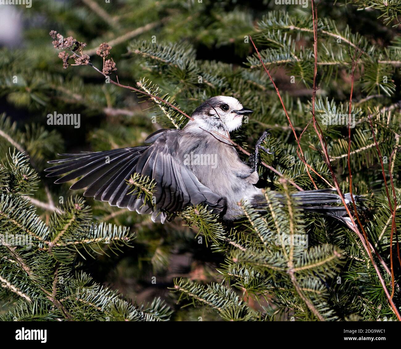 Gray Jay close-up profile view landing on a fir tree branch with spread wings in its environment and habitat, displaying grey feather plumage and bird Stock Photo