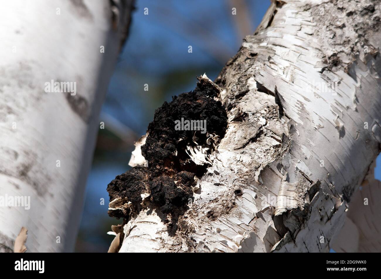 Chaga Mushroom growing on the side of a birch tree in the forest. Image. Picture. Portrait. Stock Photo