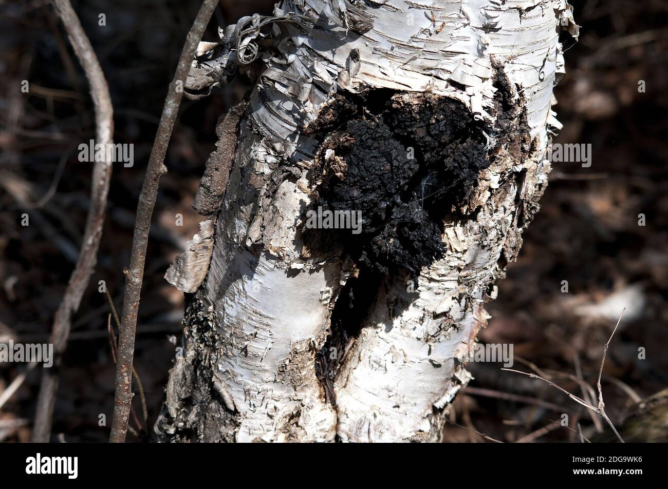 Chaga Mushroom growing on the side of a birch tree in the forest. Image