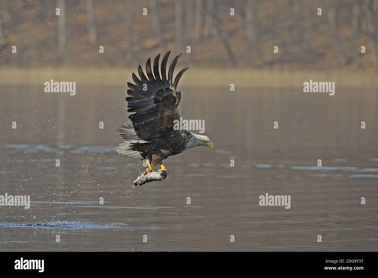 Seeadler, Männchen, adult (Haliaeetus albicilla) jagend, fängt Fisch, Stock Photo