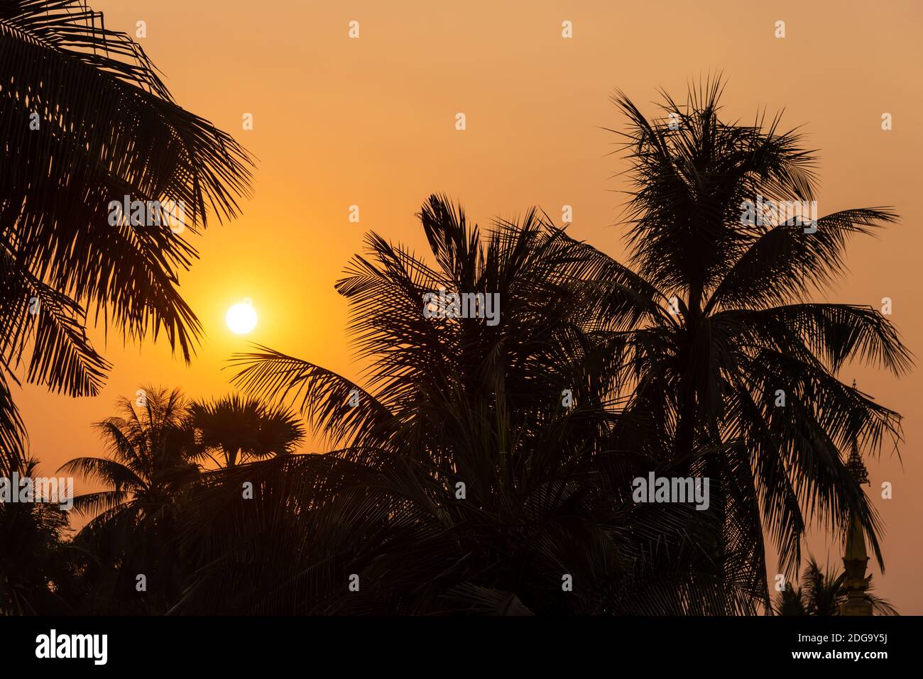 Tropical sunset with silhouettes of palm trees, summer and travel background Stock Photo