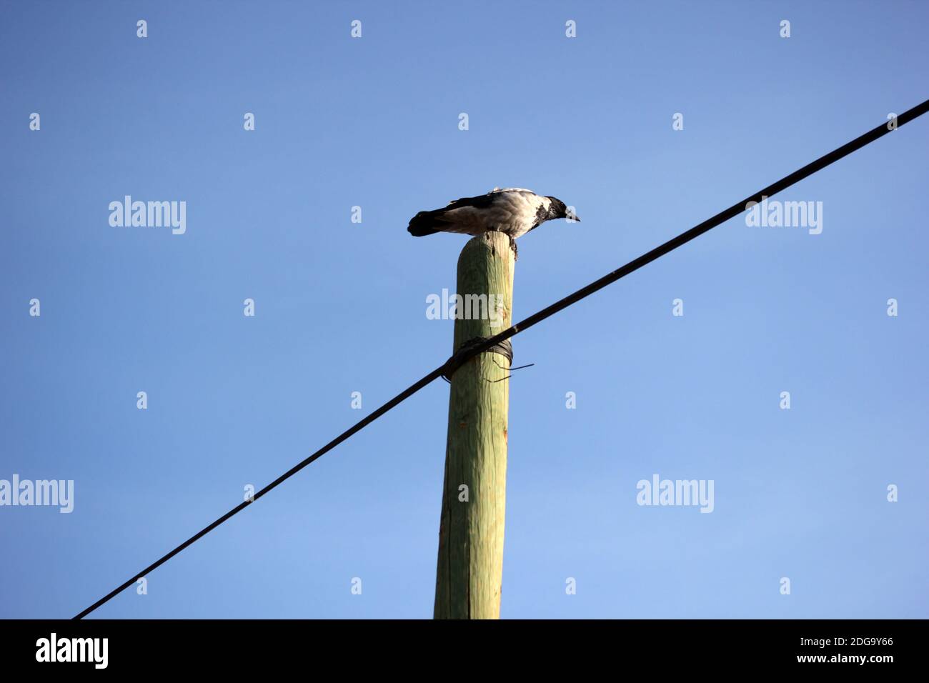 Crow On An Electric Pole Stock Photo