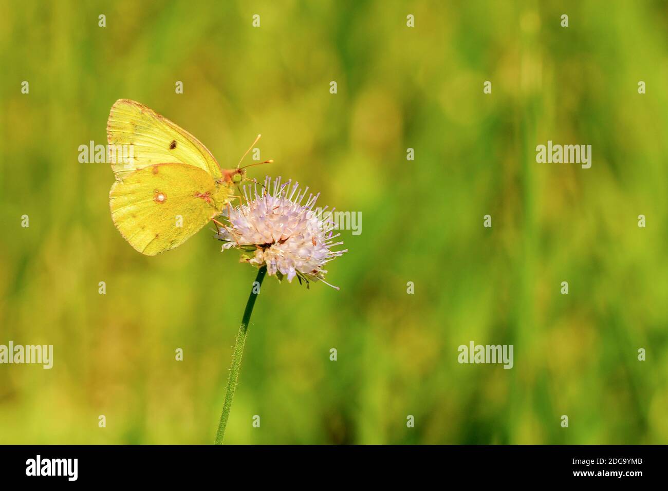 Pale clouded yellow Stock Photo