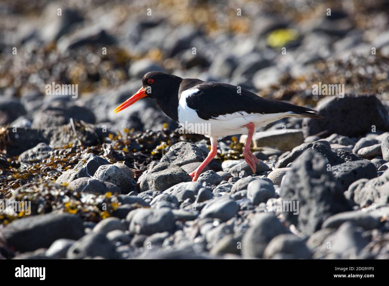 Eurasian oystercatcher in Iceland. Summer Stock Photo Alamy