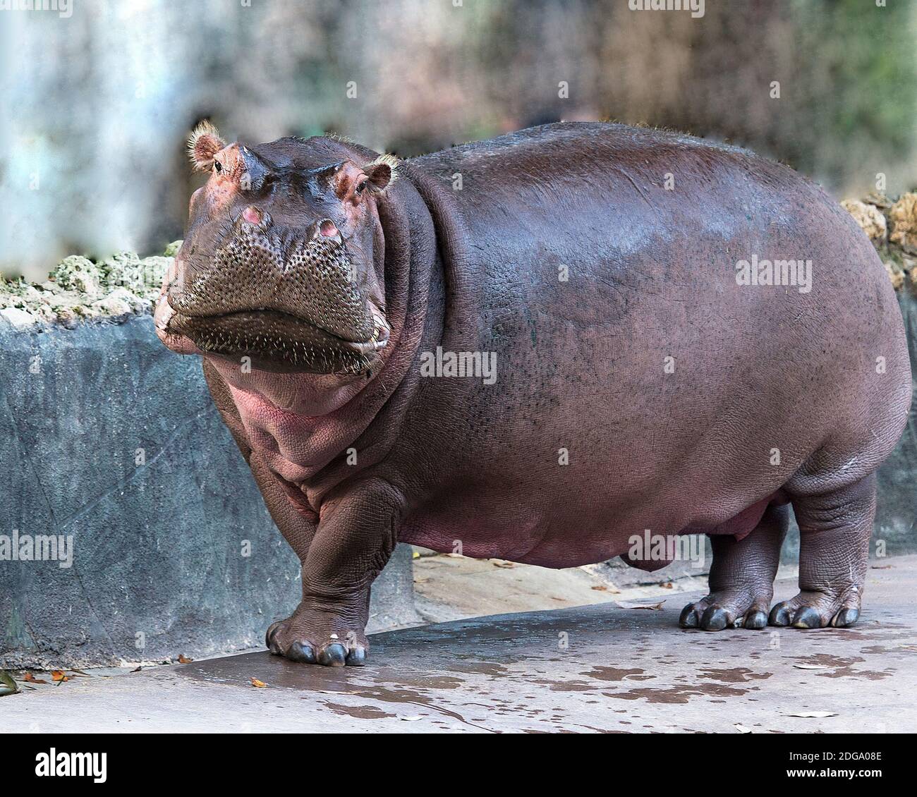 Hippopotamus standing and looking at the camera in the park zoo. Stock Photo