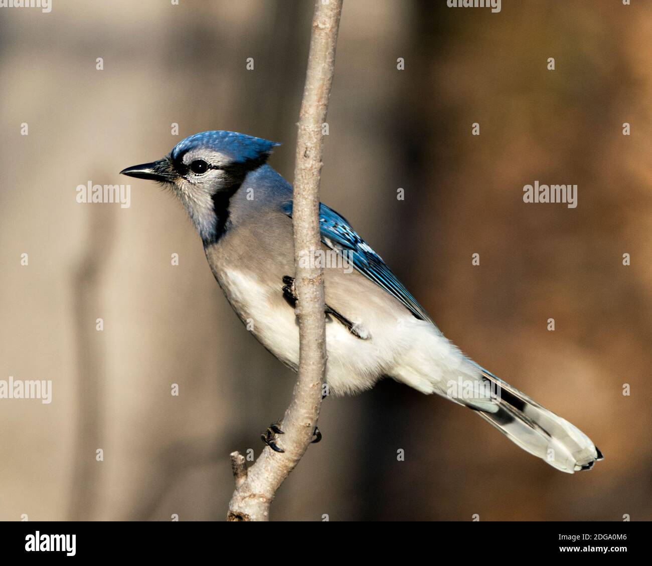Blue Jay Perched On A Branch With A Blur Background In The Forest Environment And Habitat Image Picture Portrait Looking To The Left Side Blue Ja Stock Photo Alamy Blue Jay Perched On A Branch With A Blur Background In The Forest Environment And Habitat Image Picture Portrait Looking To The Left Side Blue Ja Stock Photo Alamy