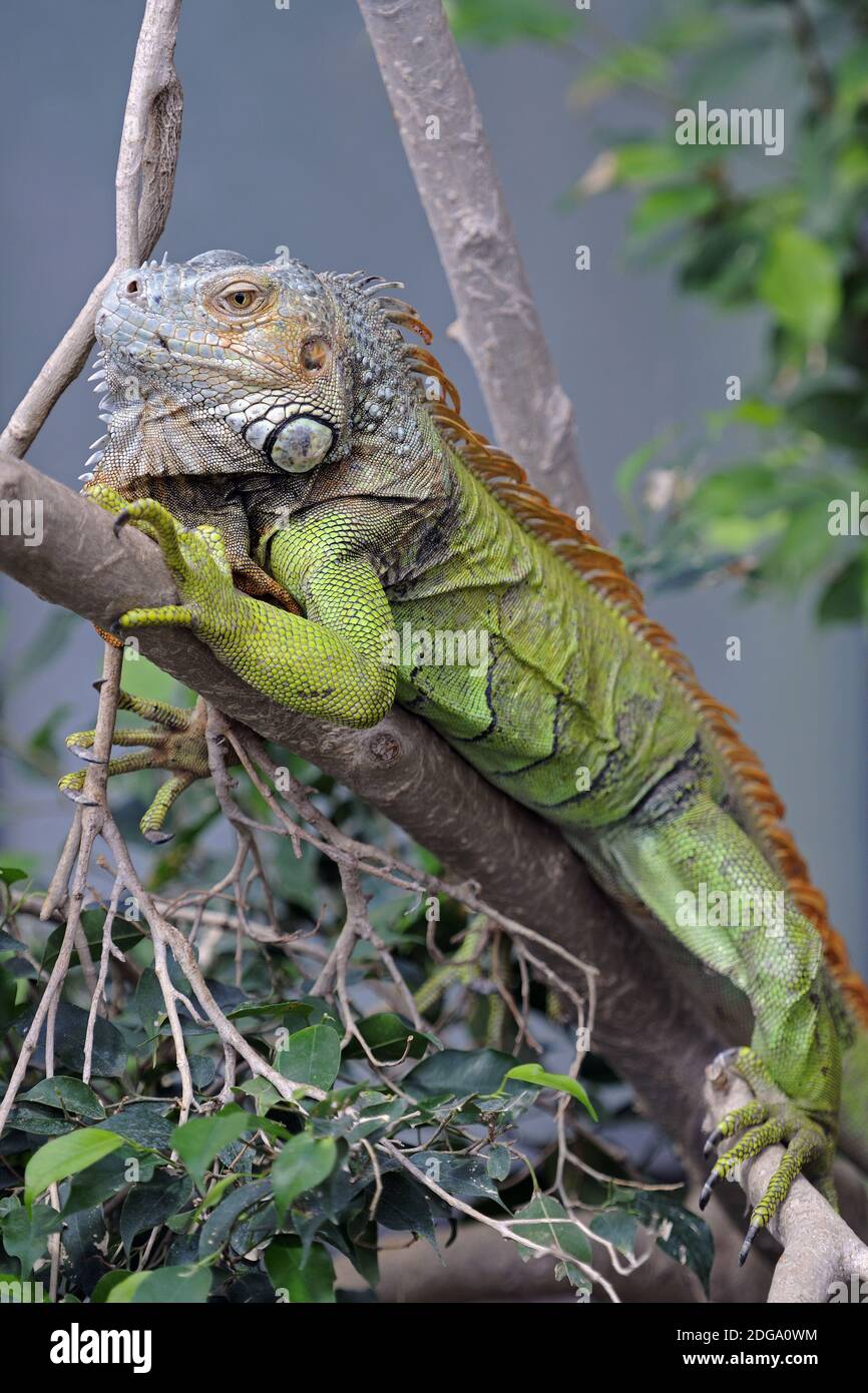 Grüner Leguan, (Iguana iguana), Stock Photo