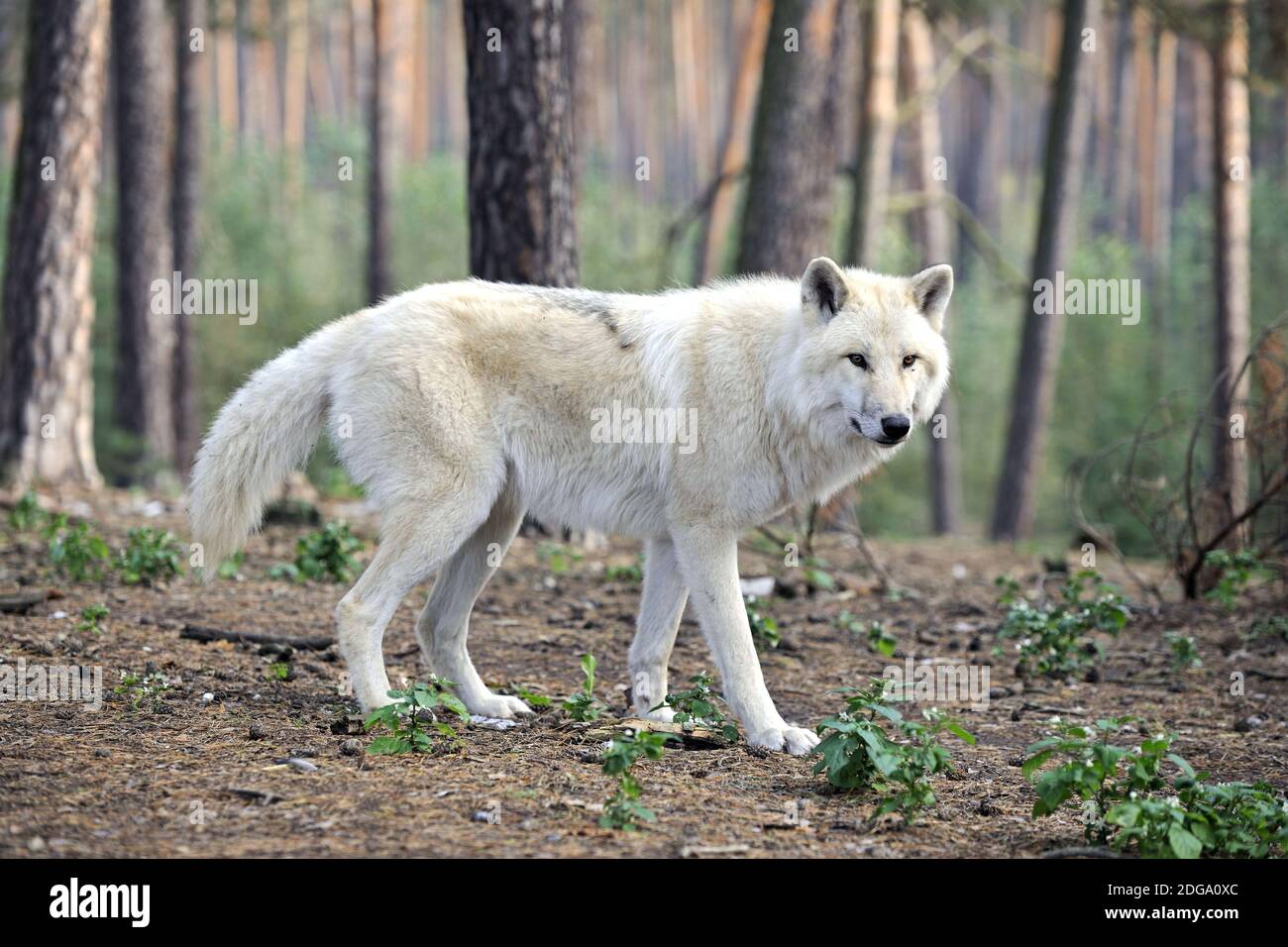 Timber Wolf, weisser Wolf, (Canis lupus lycaon) Stock Photo