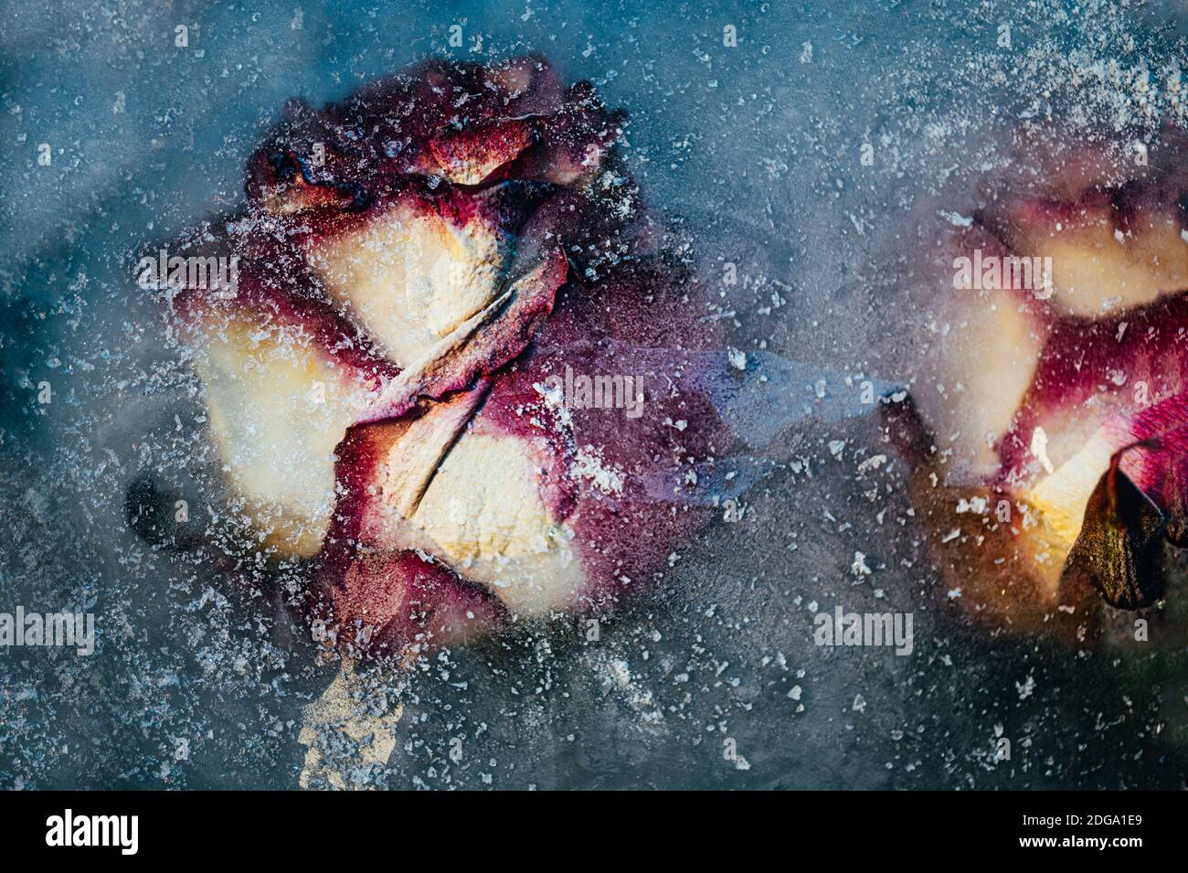 Frozen Roses in Ice Stock Photo Alamy