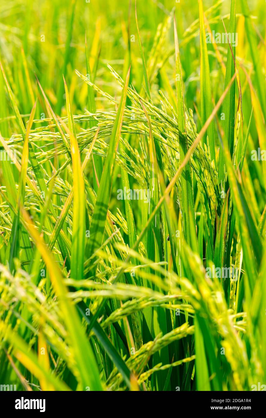 Vertical image of beautiful rice field, Close up to one ear of rice or ear of paddy, selected focus. Blurred foreground and background. Fresh of natur Stock Photo