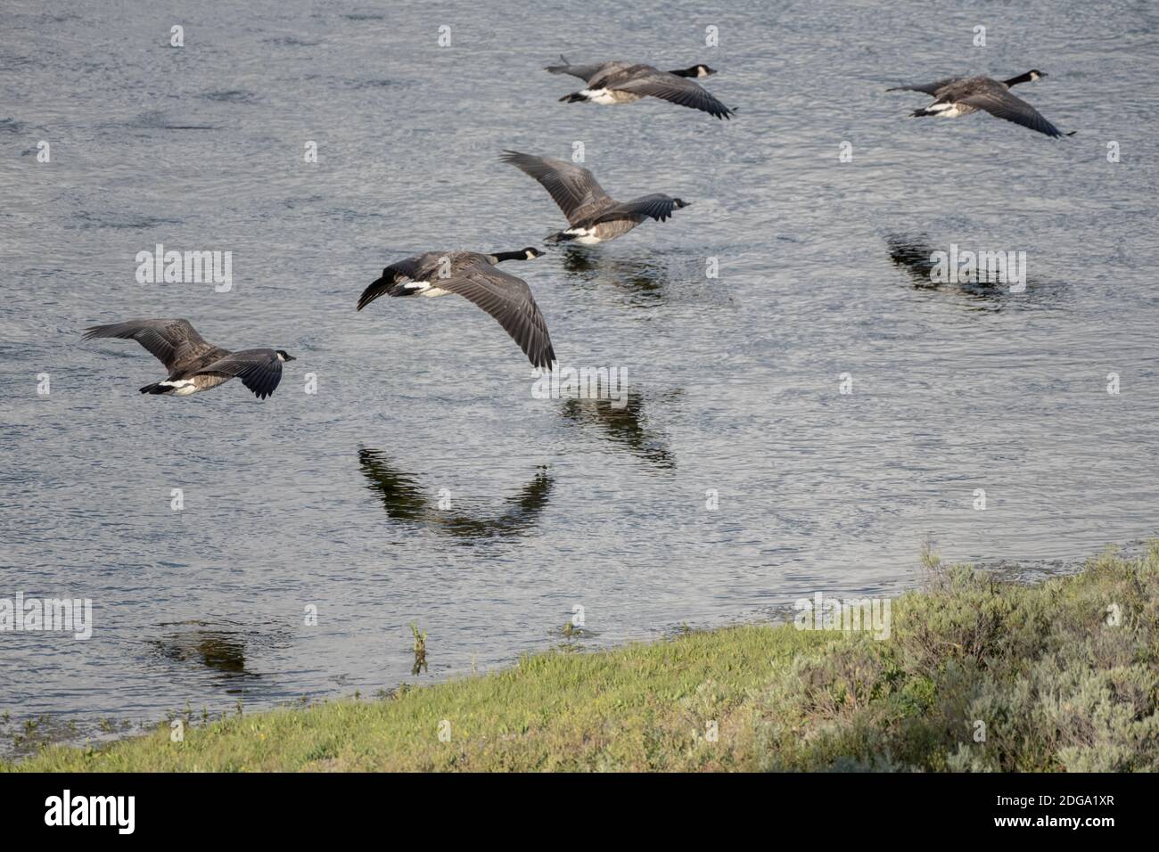 Geese Fly Low Over Yellowstone River in Hayden Valley Stock Photo Alamy