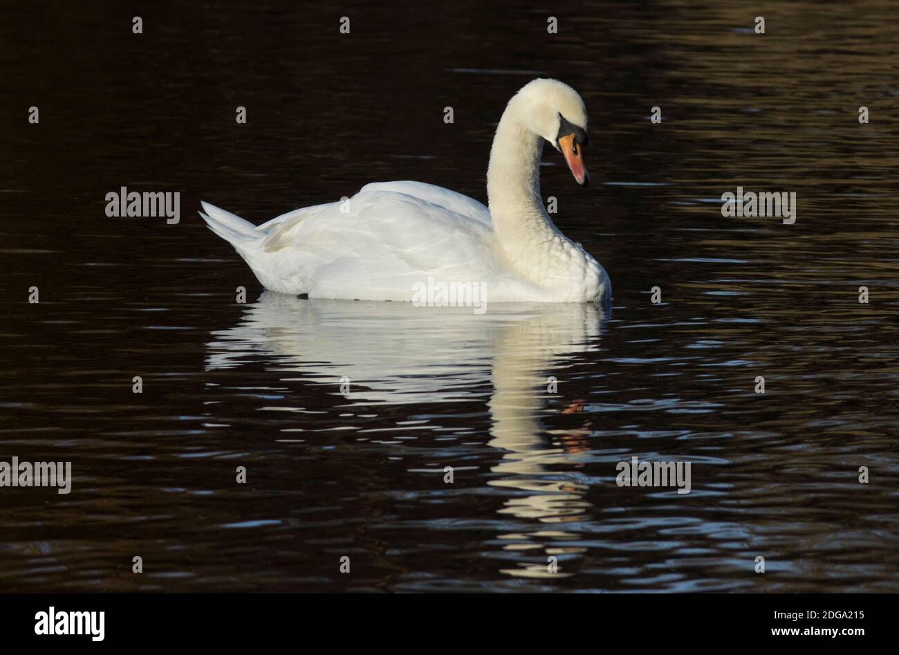 The Mute Swan Is One Of The Largest British Water Birds And Is