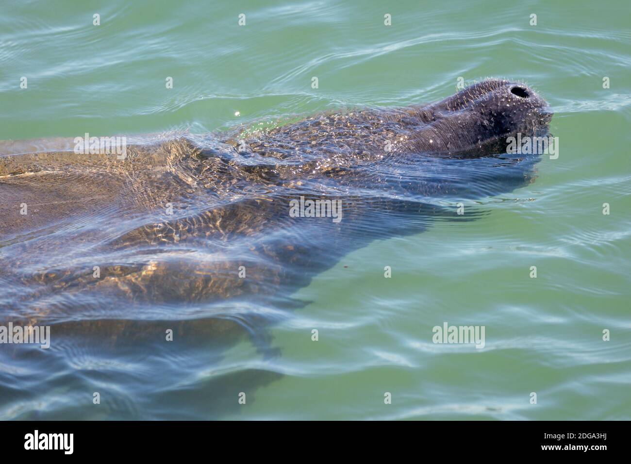 A Wild Manatee Takes a Breath in Florida, USA Stock Photo