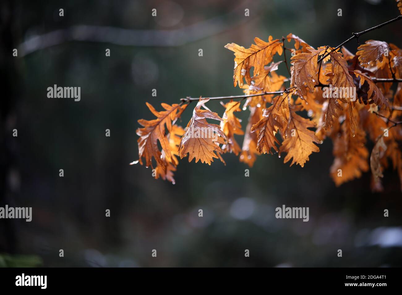 Bright autumn leaves on tree branches in the forest Stock Photo - Alamy